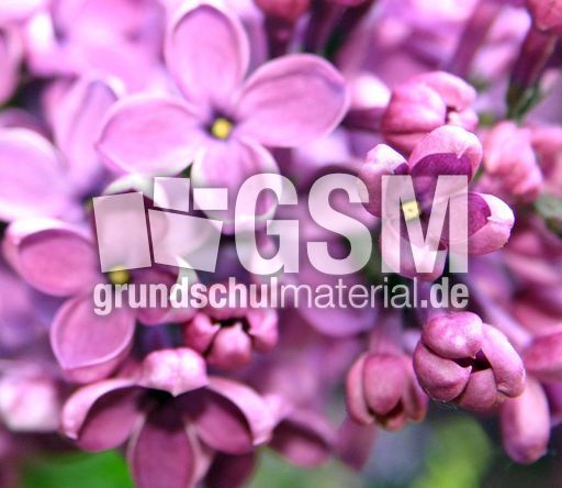 Flieder-6.jpg
